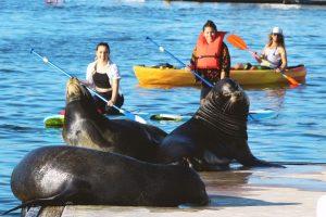 Marina Del Rey: Kayak and Paddleboard Tour with Sea Lions