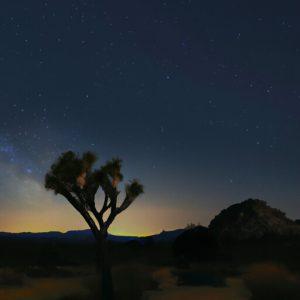 ג'ושוע טרי (Joshua Tree National Park)